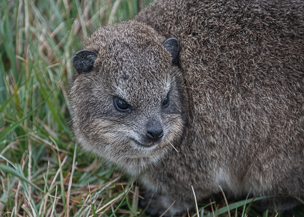 Dassie at Table Mountain