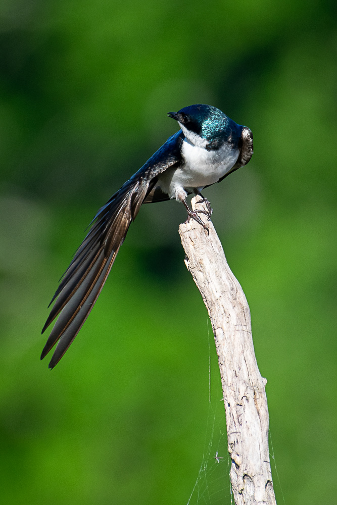 Tree Swallow at Huntley Meadows