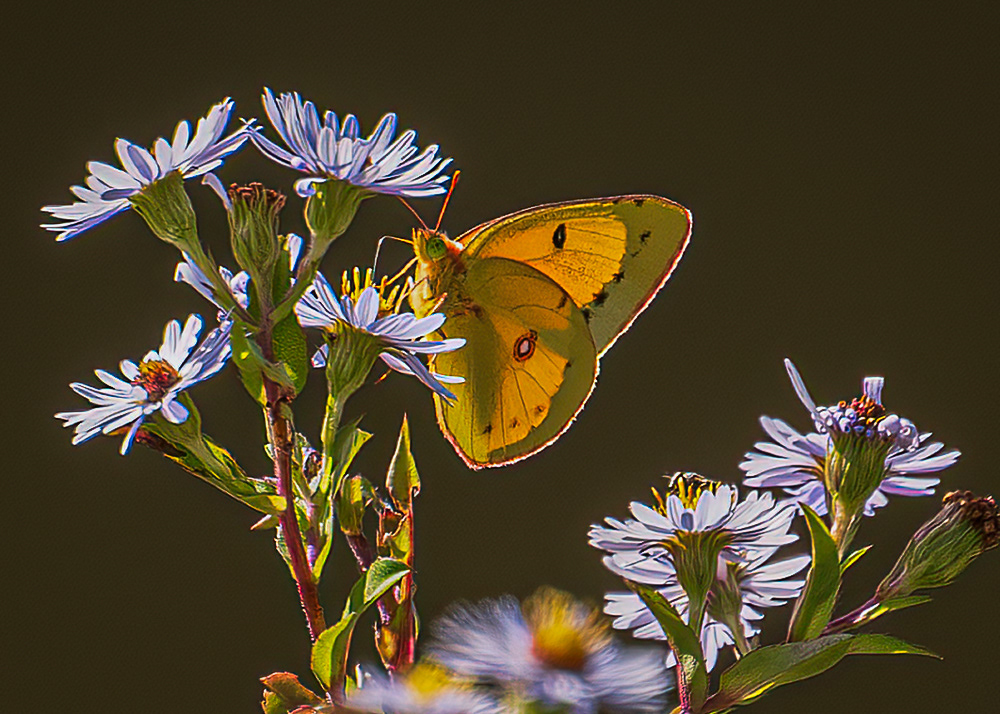 Orange Sulphur at Meadowlark Gardens