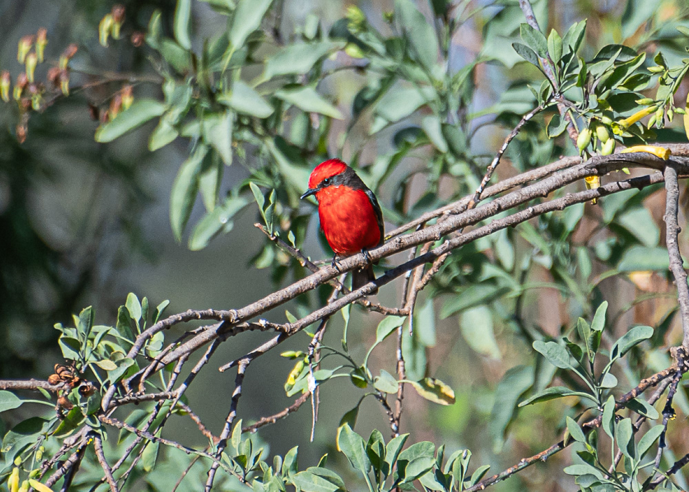Vermillion Flycatcher  at Xochimilco Ecological Park