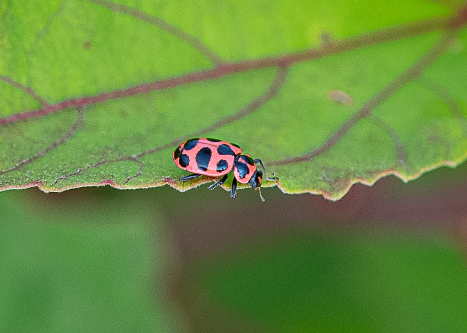 Ladybug at Huntley