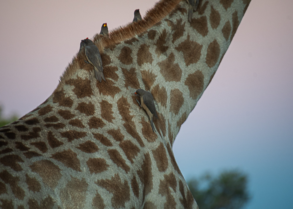 Ox Peckers on a Giraffe