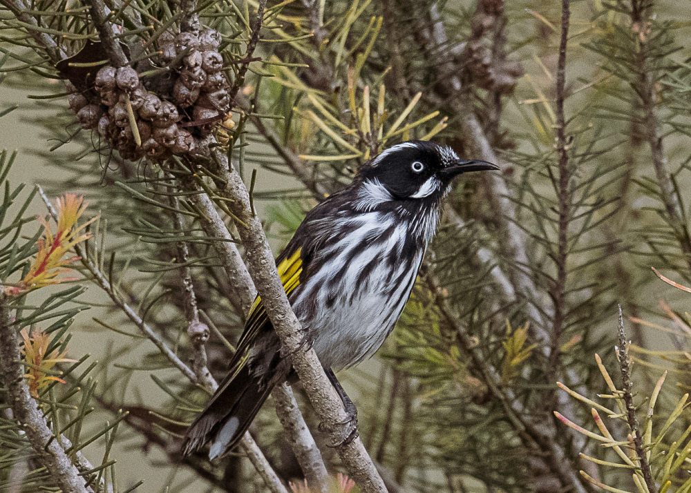 Honey Eater on Kangaroo Island