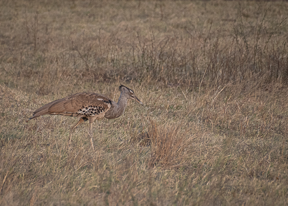 Kori Bustard at Hwange Reserve