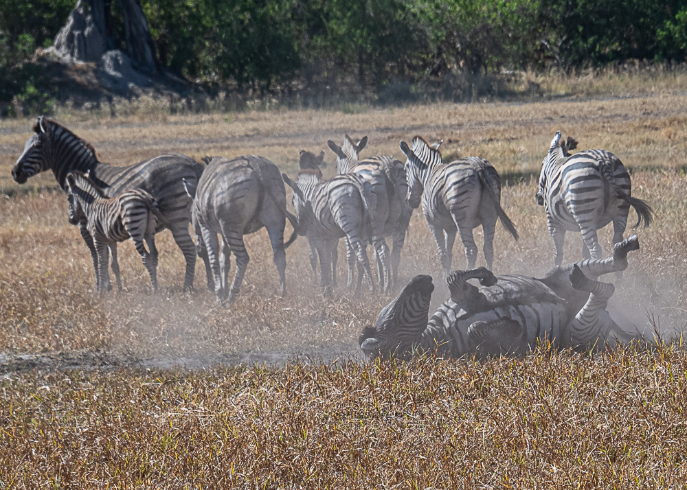 Dust Bath