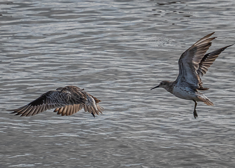 Shorebirds at Cairns