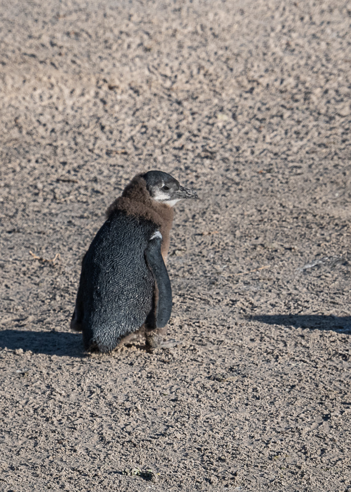 Boulder Penguin Colony