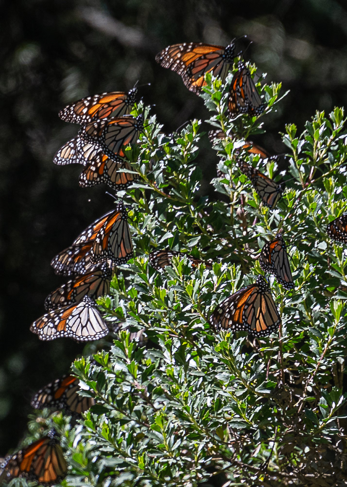 Monarchs at Sierra Chincua Monarch Reserve