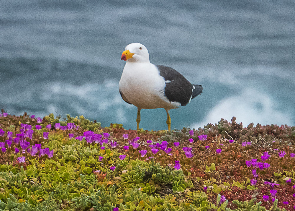 Gull Near Admirals Arch