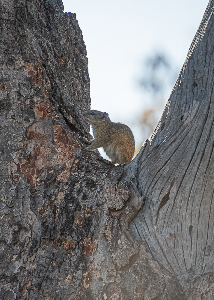 Type of Mammal at Chobe Lodge
