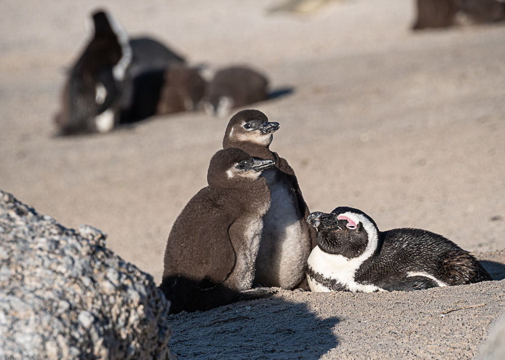 Boulder Penguin Colony