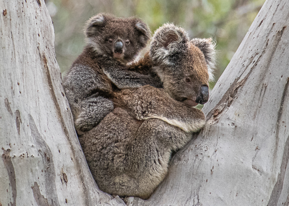 Kaolas at Little Sahara on Kangaroo Island
