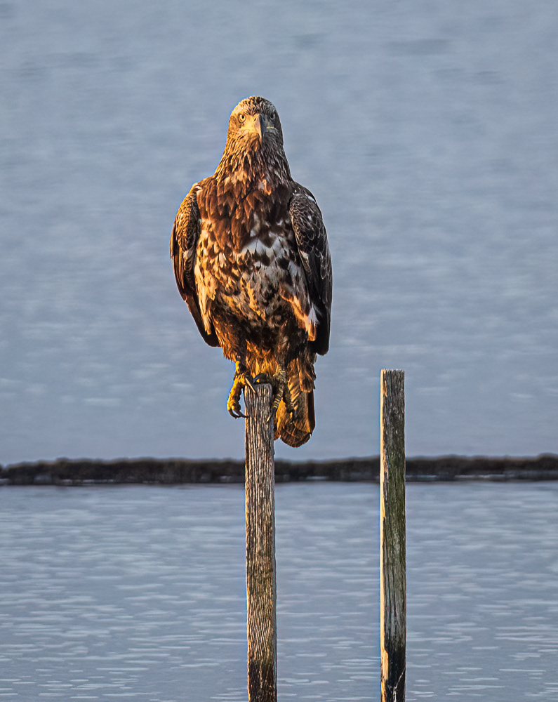 Juvenile Bald Eagle at Blackwater Wildlife Refuge