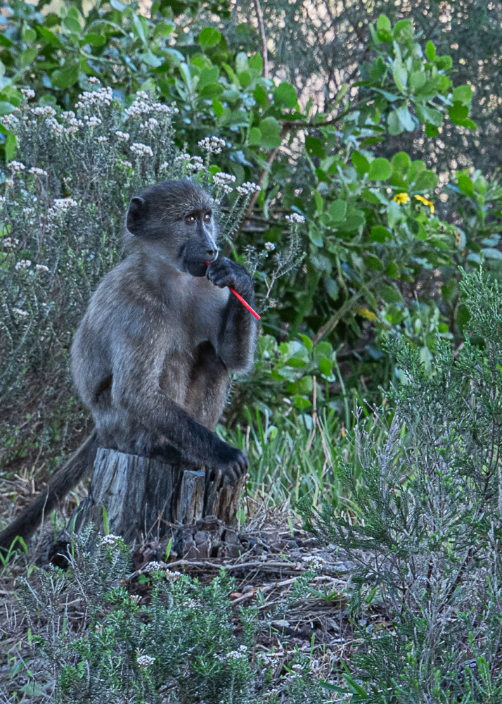 Babbon enjoying a Sugar Stick