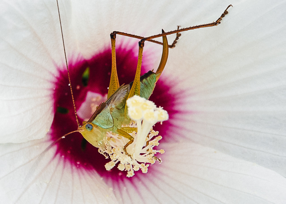 The Katydid and the Marsh Mallow Huntley Meadows