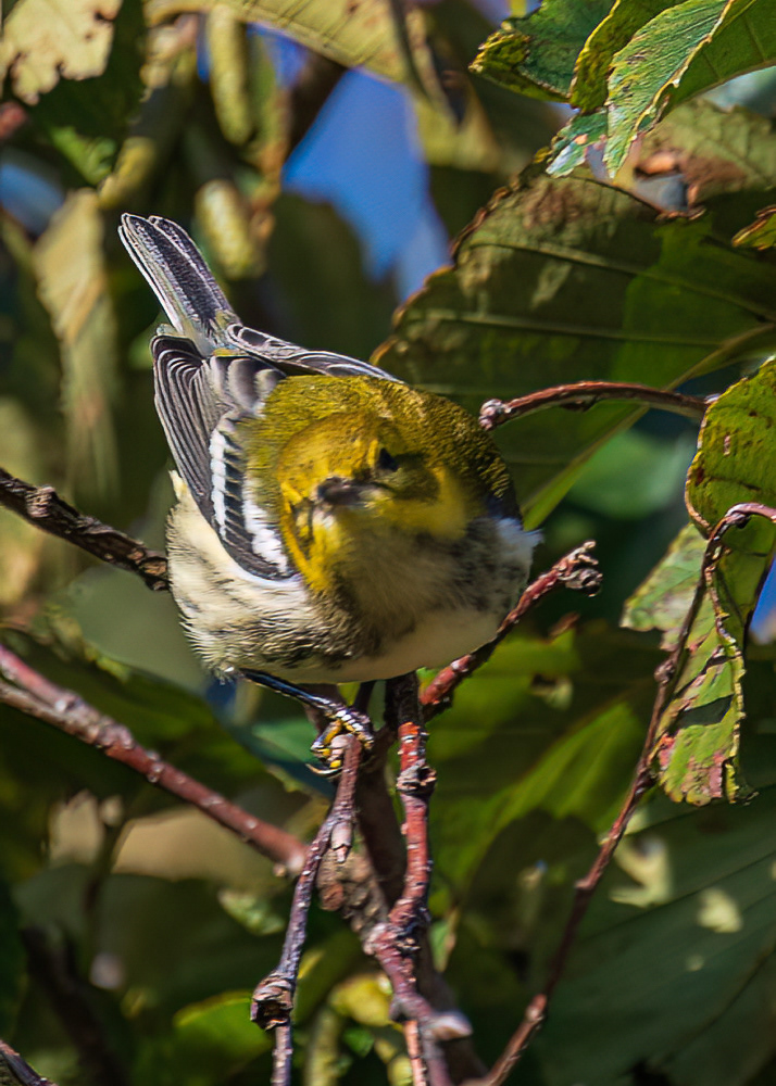 Black Throated Green Warbler at Hawk Mountain