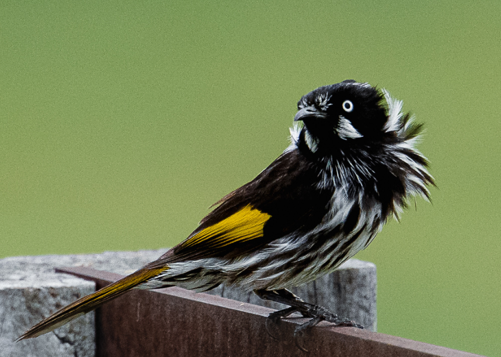 New Holland Honeyeater on Kangaroo Island