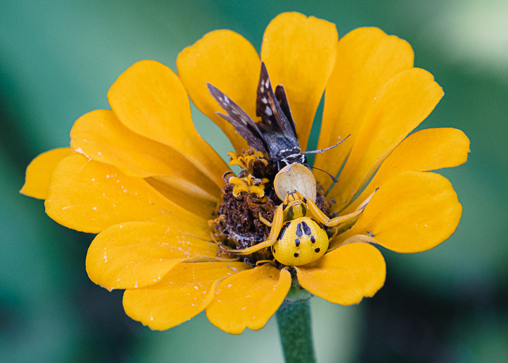 Crab Spider in a Yellow Flower Eating a Moth