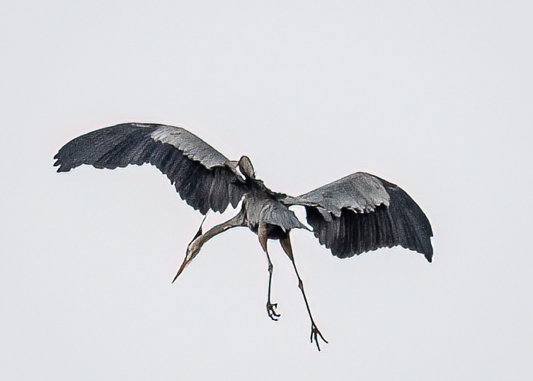 Great Blue Heron Landing at Rookery at Burke Lake