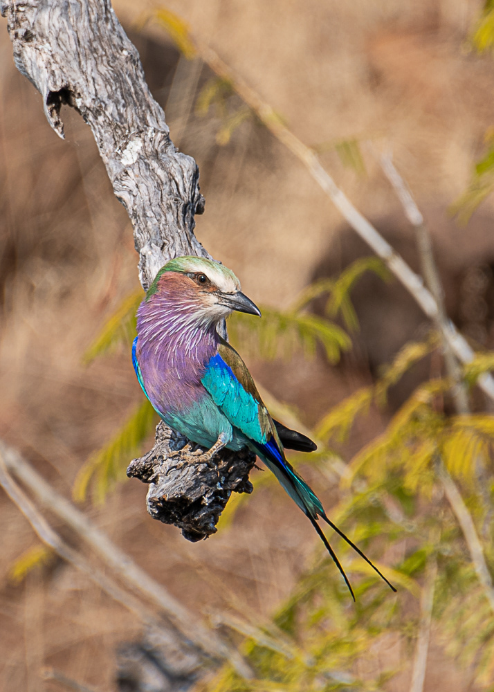 Lilac Breasted Roller