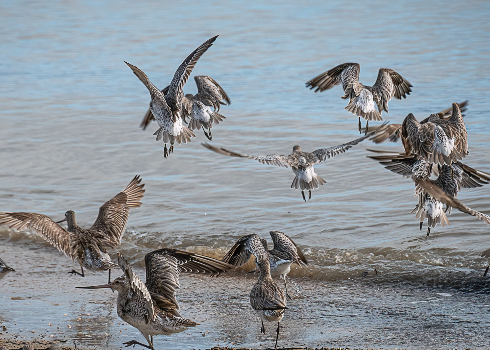 Shorebirds along Cairns Esplanade