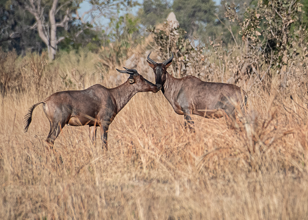 Antelope at Okavango Delta