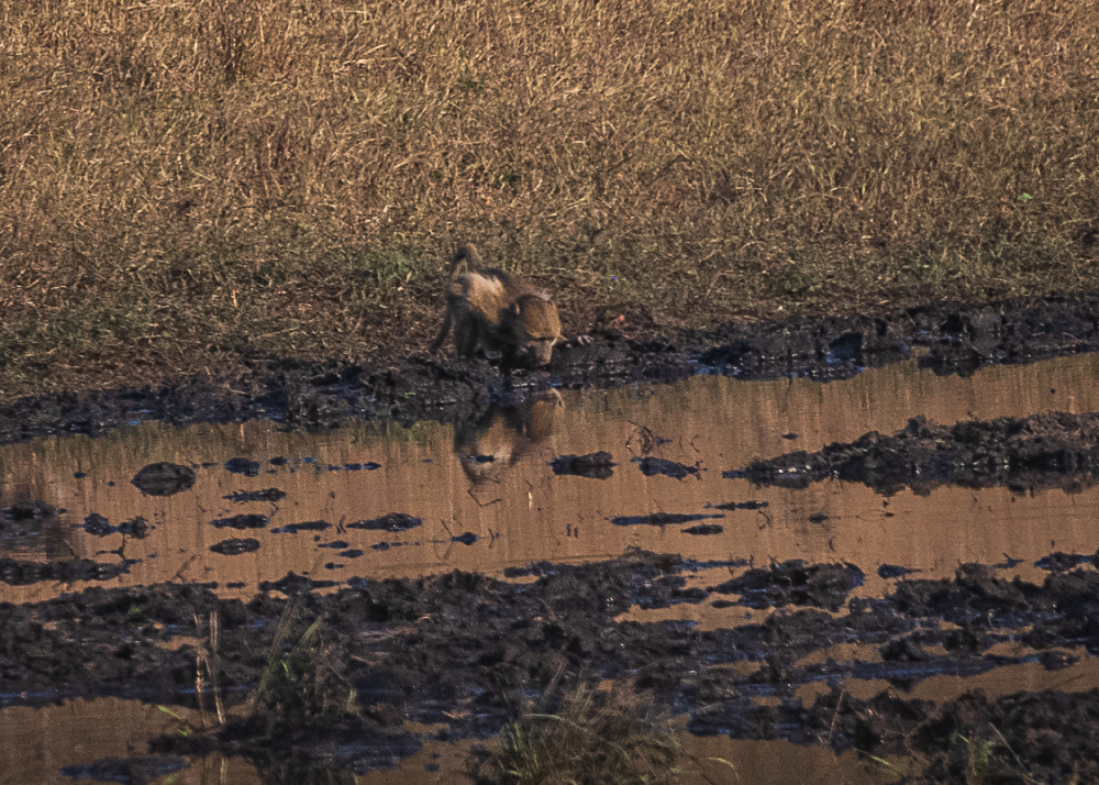 Baboon at the Watering Hole