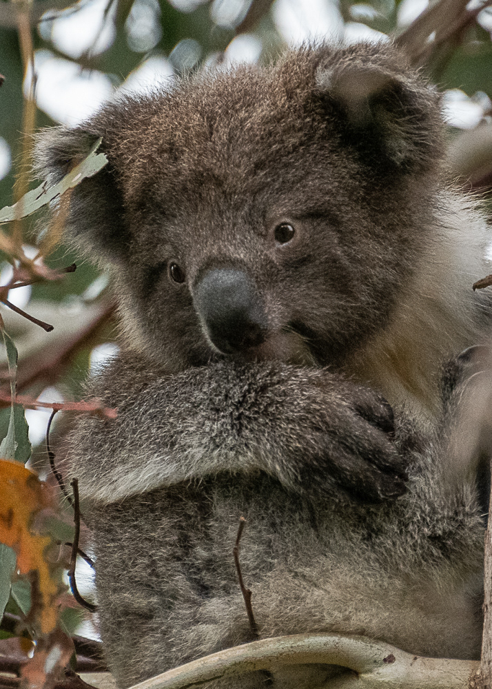 Baby Koala on Kangaroo Island