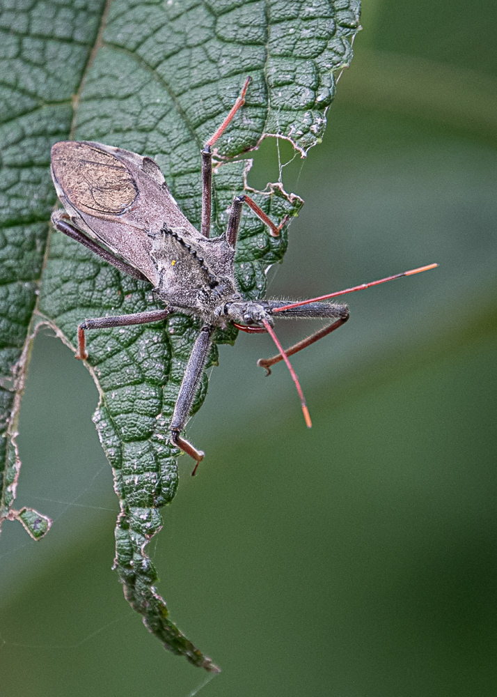 Assassin Wheel Bug at Dyke Marsh