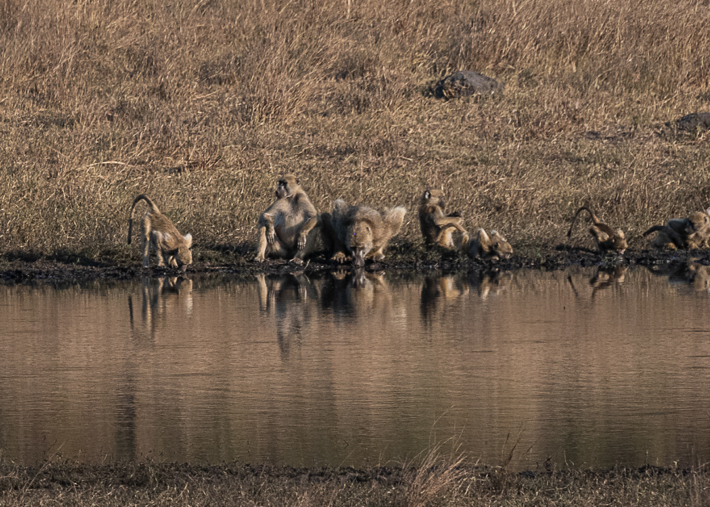 Baboons at the Watering Hole