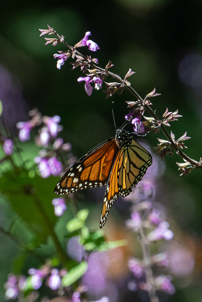 Monarch at Sierra Chincua Monarch Reserve