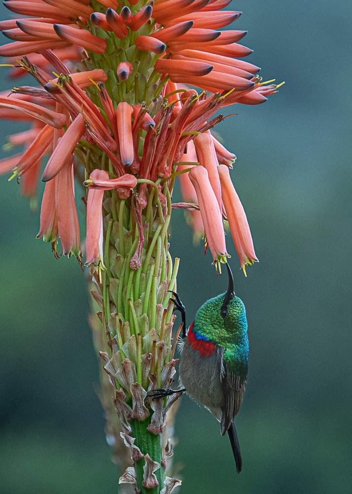 Southern Double Collared Sunbird at Botanical Gardens