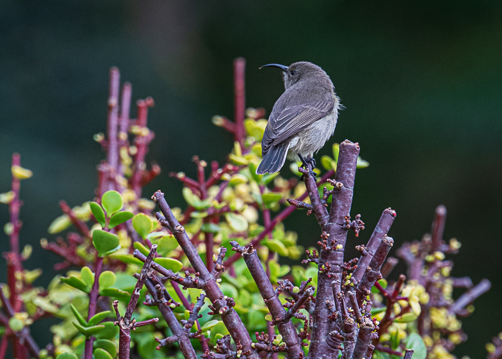 Southern Double Collared Sunbird Female at Botanical Gardens