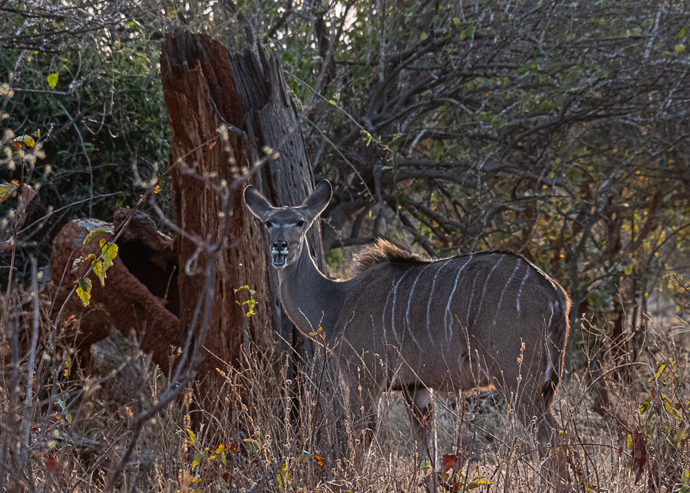 Kudu in Hwange
