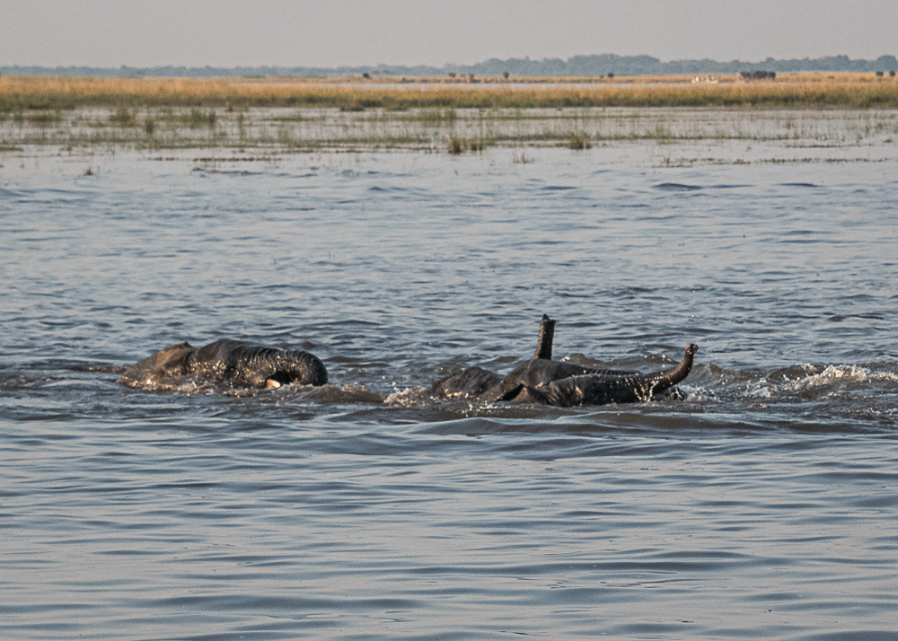 Baby Elephants Crossing Chobe River