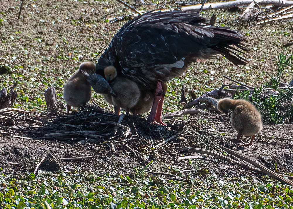 Southern Screamer family at Ecological Reserve in Buenos Aires