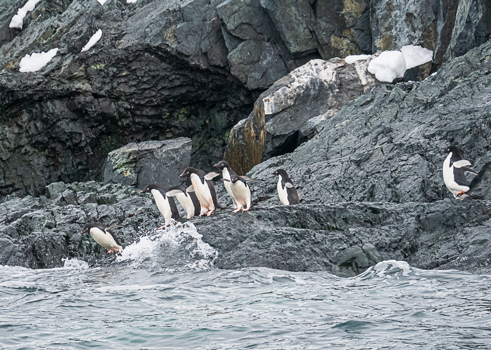 Adelie Penguin Colony