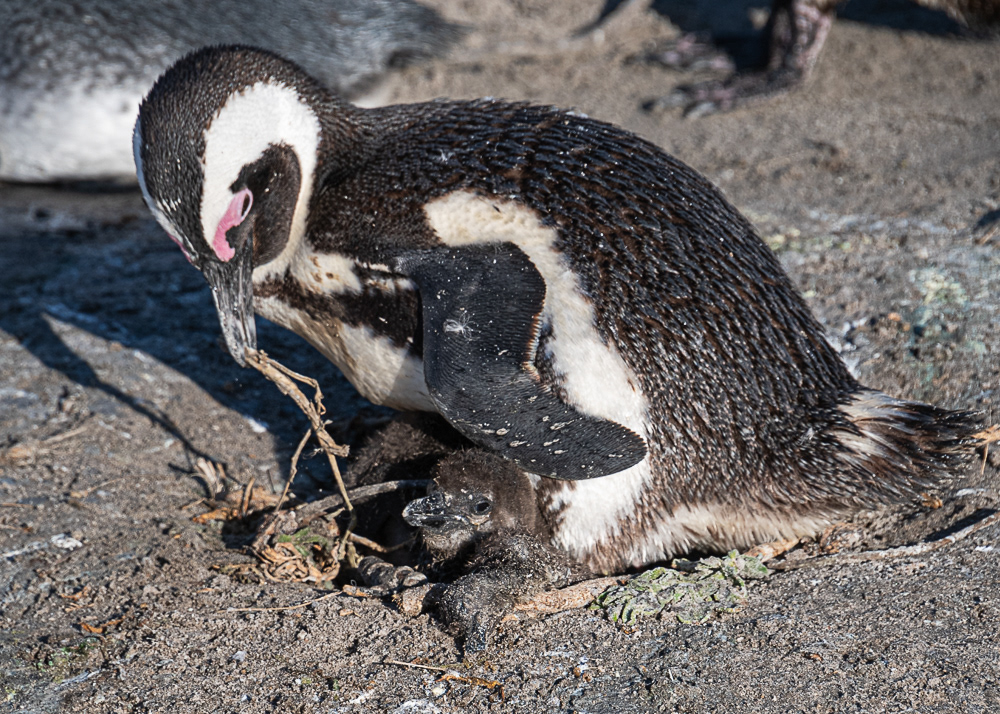 Boulder Penguin Colony