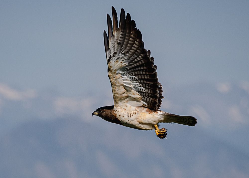 Swainsons Hawk with Rocky Mountain Backdrop in Denver