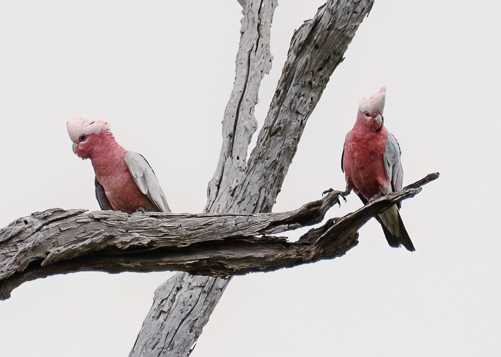 Galah's at the Wetland Near Emu Bay
