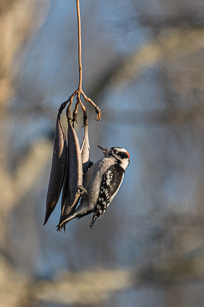 Downy Woodpecker at Huntley Meadows