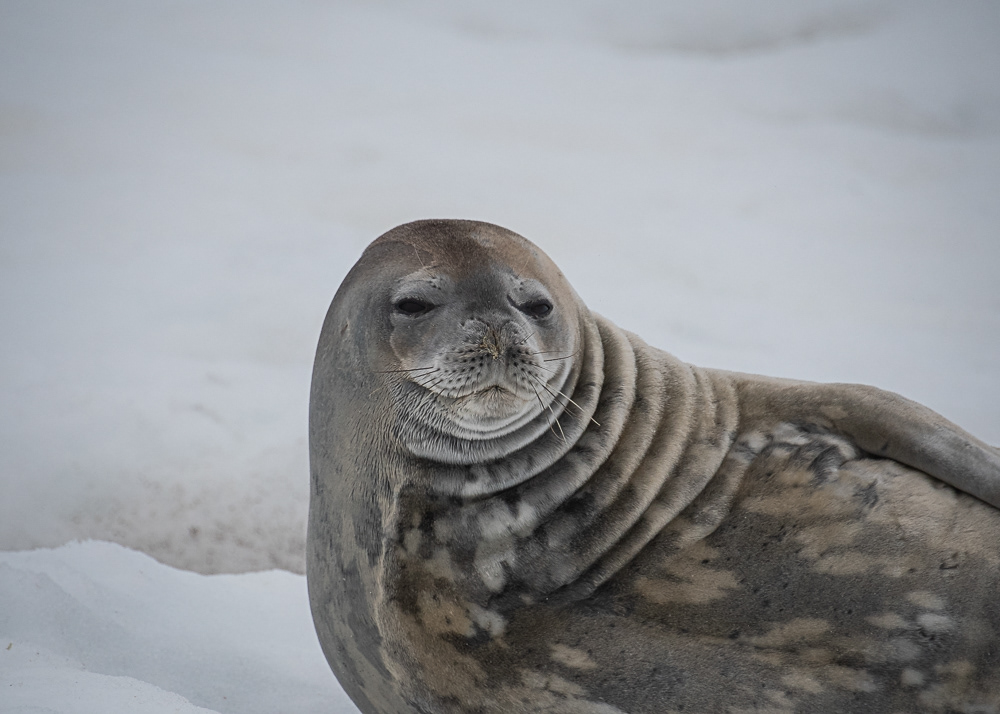 Weddell Seal in Antarctica
