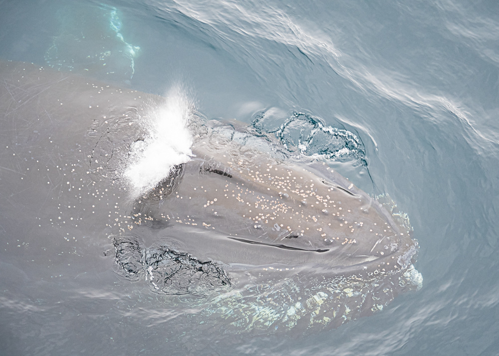 Humpback Close to the Boat