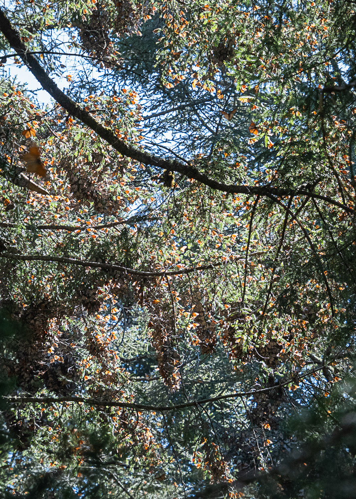 Monarchs clustered on Oyamel Firs look initially like foliage on the tree but are really 1000's of Monarchs at El Rosario Monarch Reserve