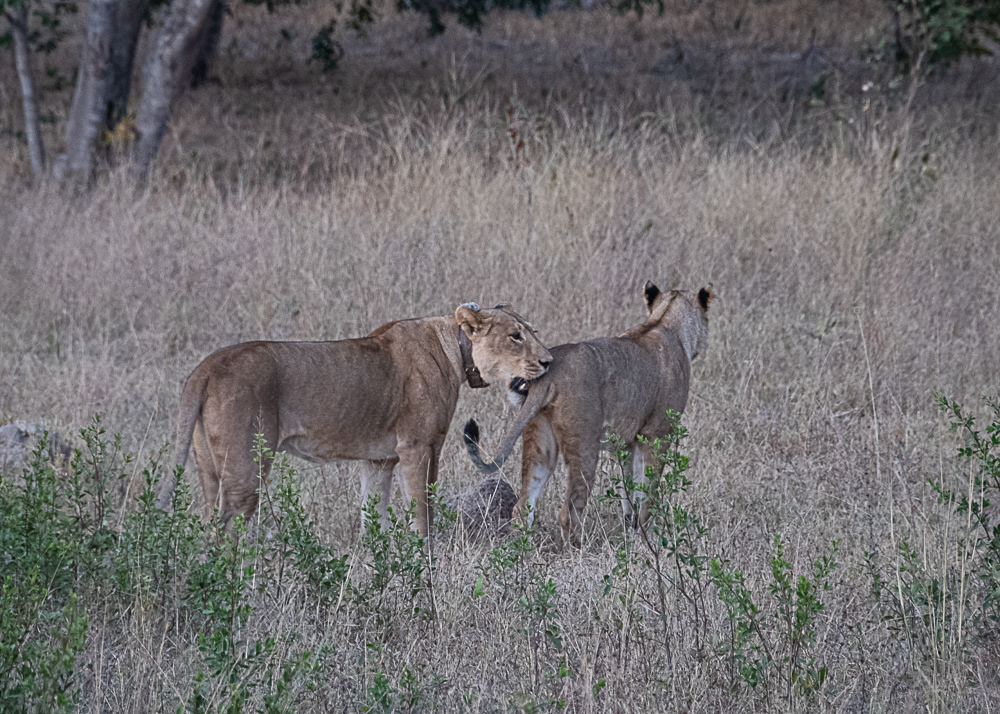 Lions at Hwange
