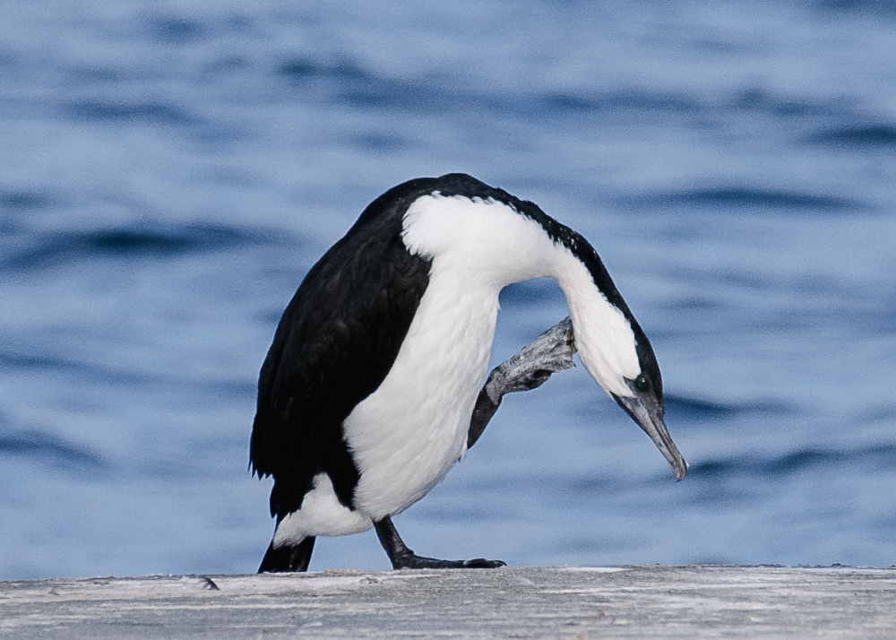 Cormorant on Kangaroo Island