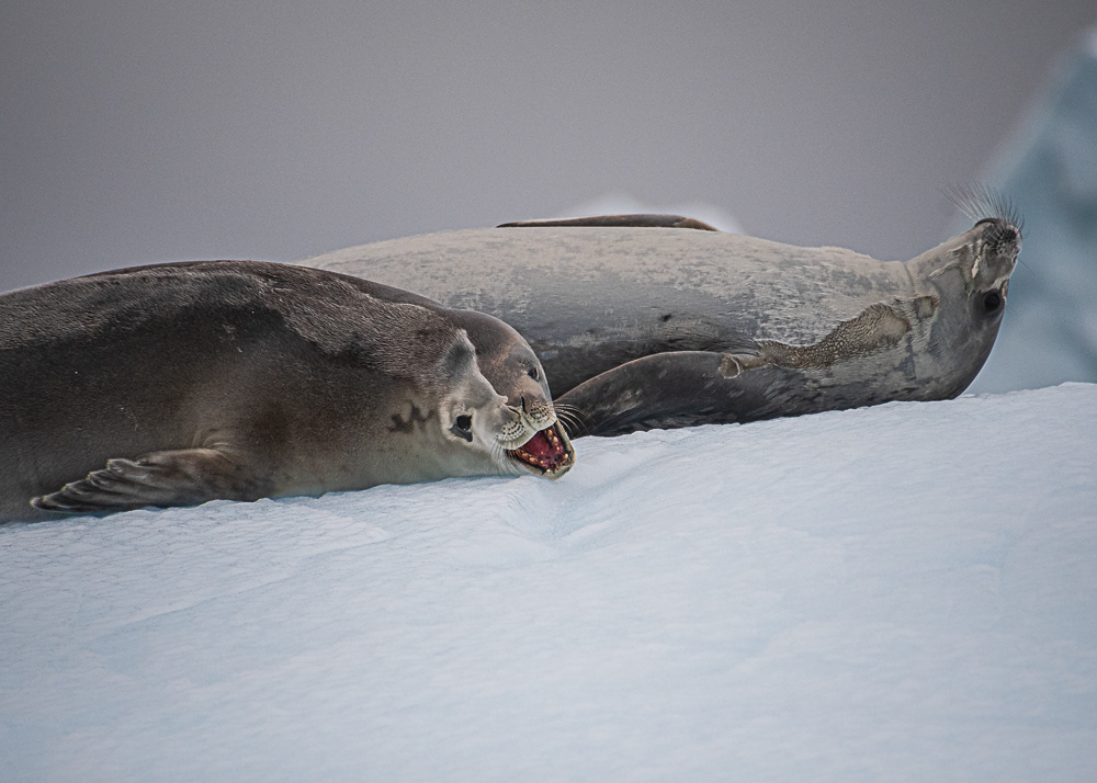 Antarctica Crabeater Seal