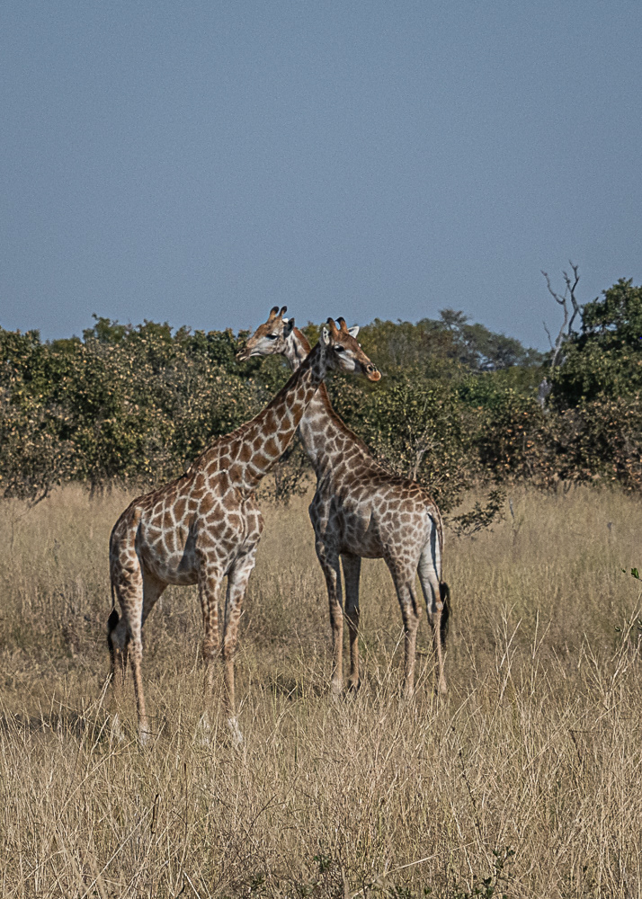 Giraffes at Chobe Reserve