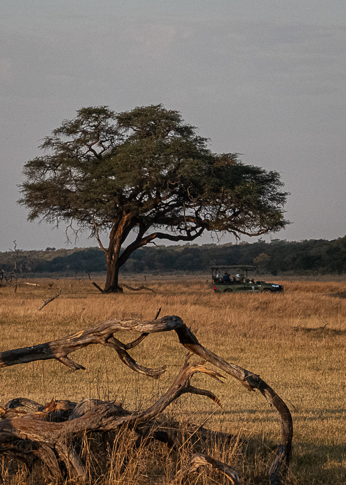 Baobab Tree