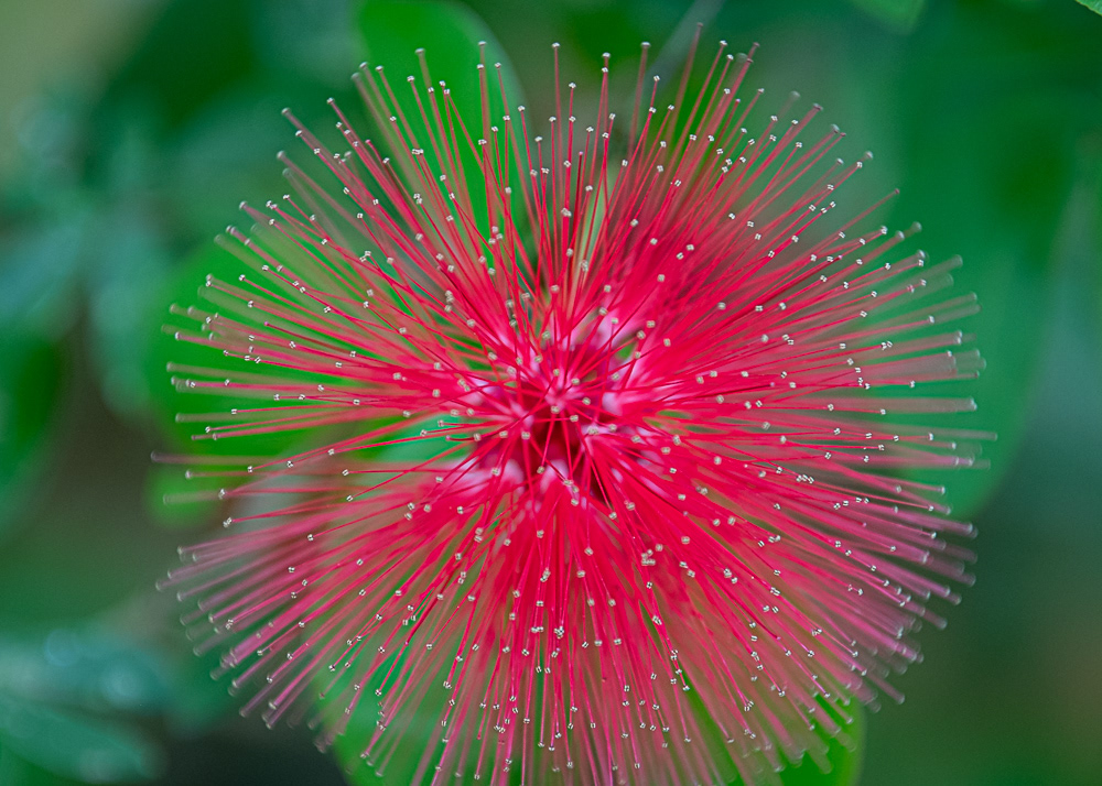 Carins Botanical Gardens